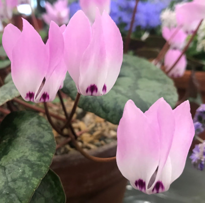 Cyclamen libanoticum 